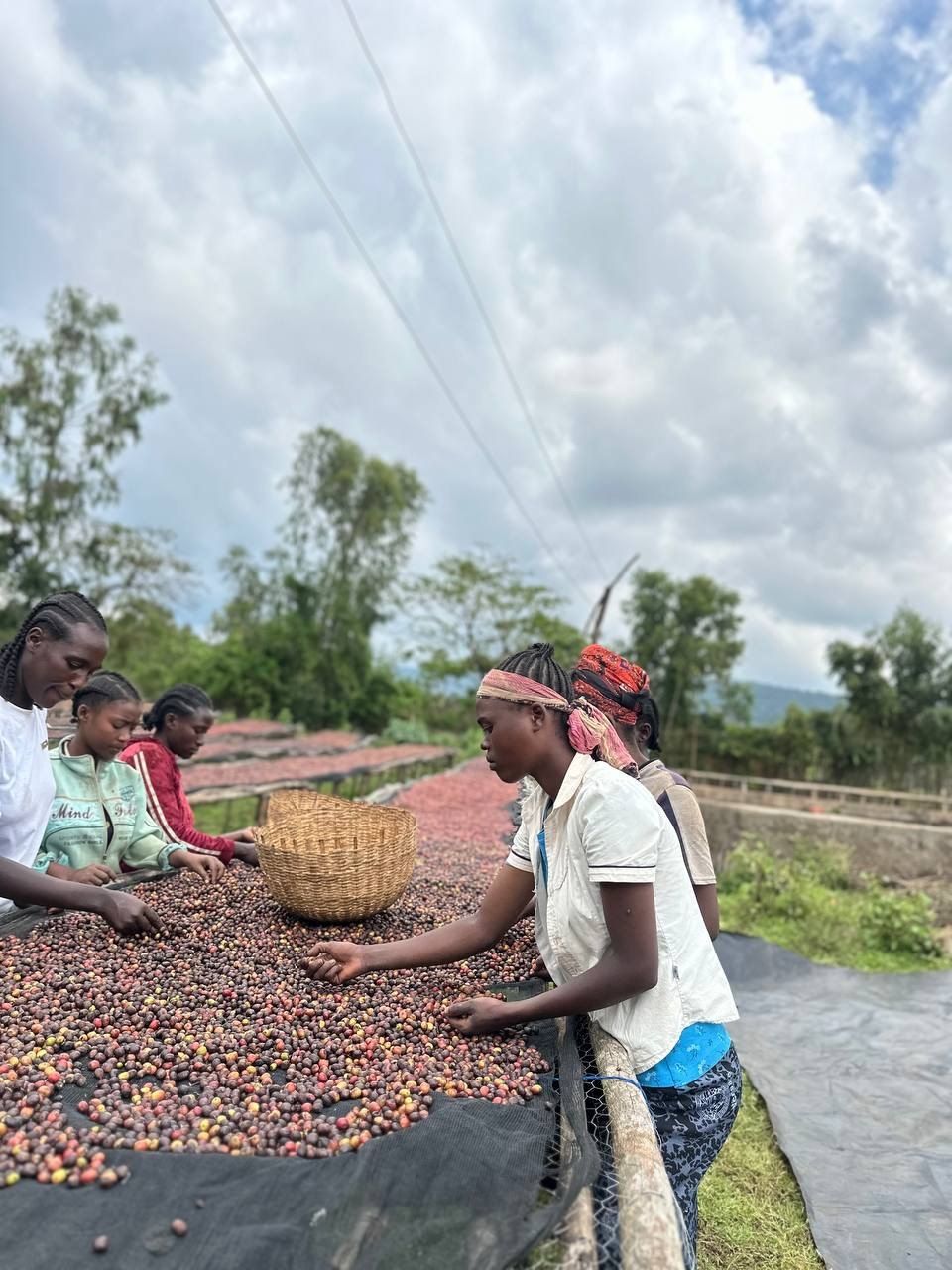 Workers sorting red coffee cherries on a raised drying bed