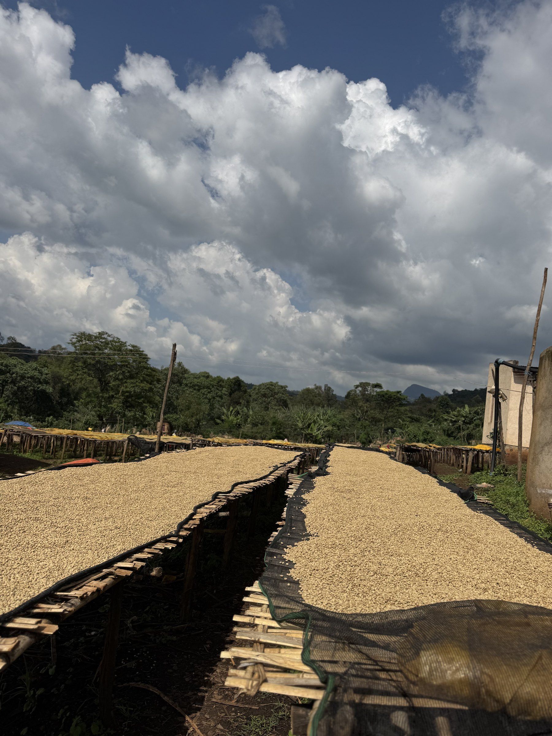Two long raised beds of coffee drying in the sun