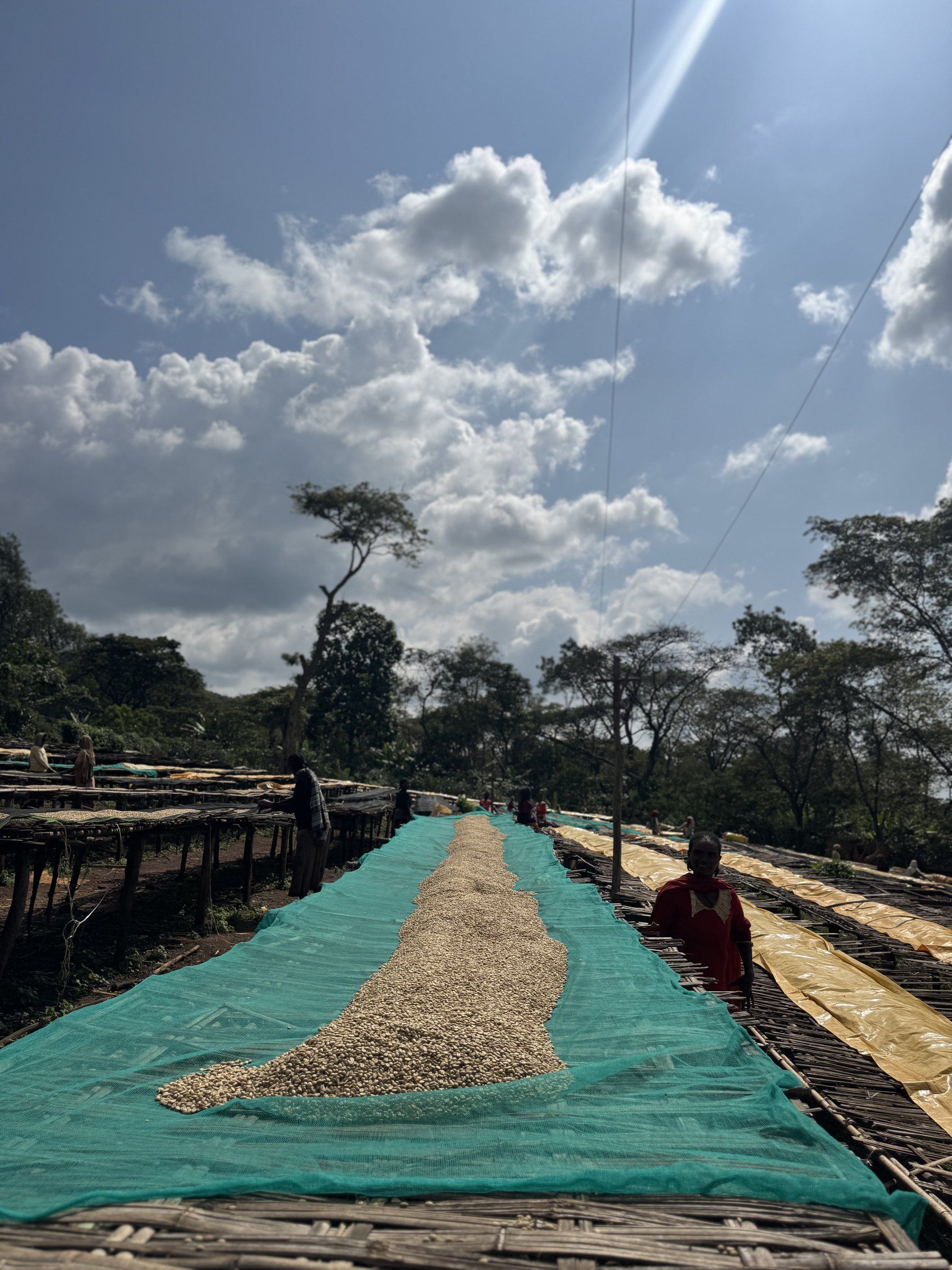 Coffee drying on raised beds under a clear sky