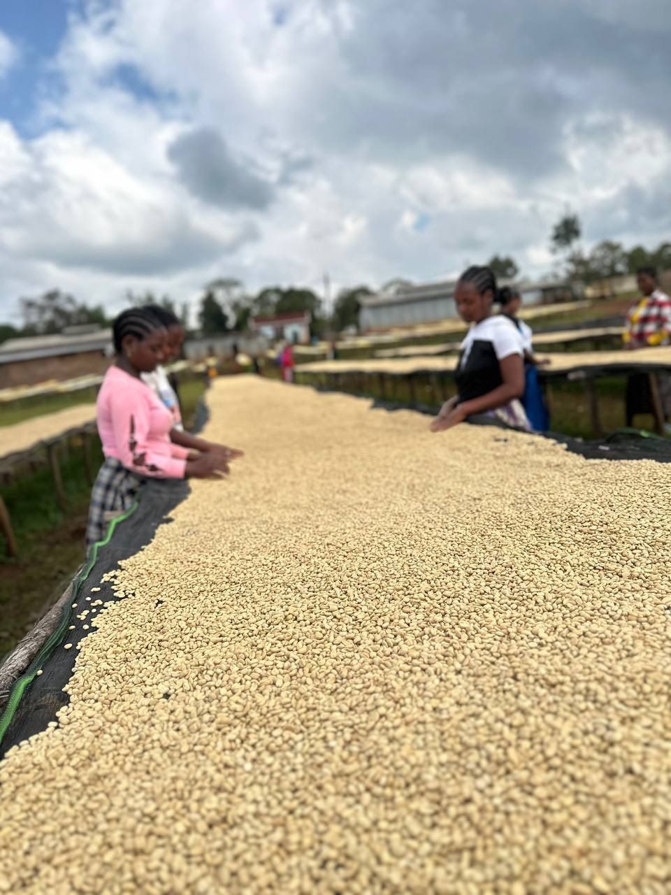 Coffee spread to dry on a raised bed, tended by workers