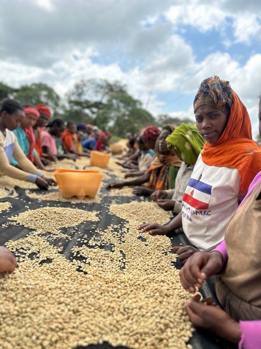 Workers hand-sorting coffee along a raised drying bed