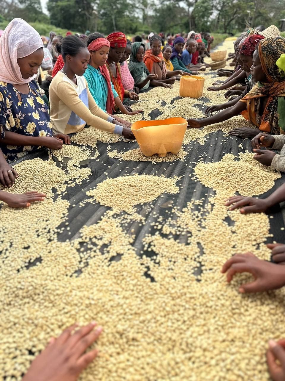 A team hand-sorting coffee on a raised drying bed