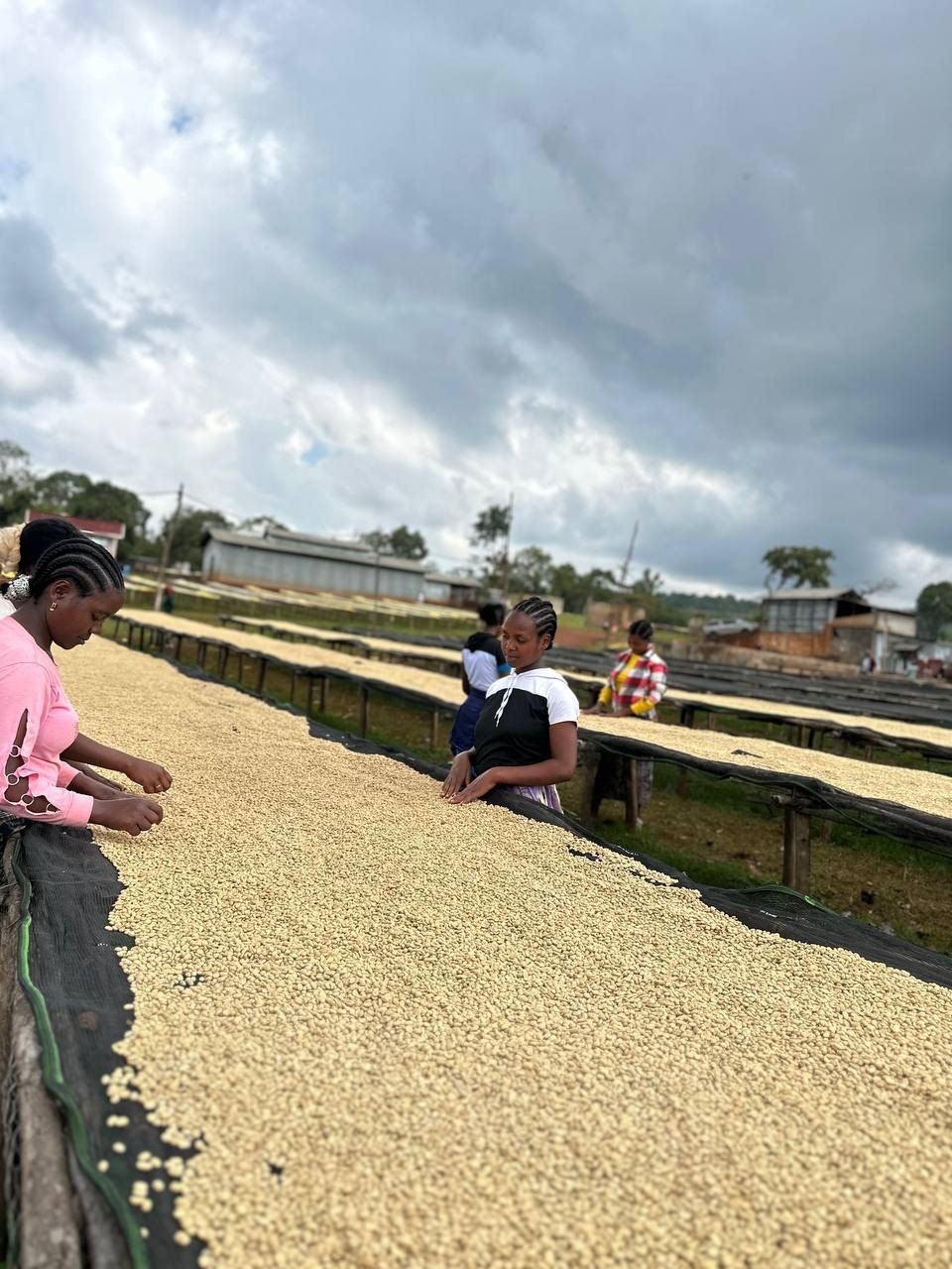 Workers tending coffee on long raised drying beds